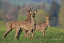 <p>SRNEC OBECNÝ (Capreolus capreolus) Šluknovsko - Jiříkov (European roe deer / Europäisches Reh</p>